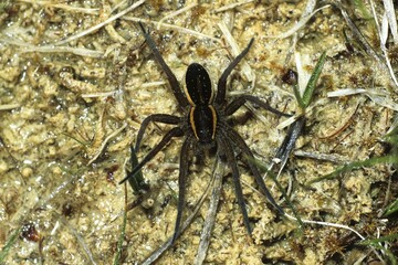 Raft Spider (Dolomedes fimbriatus)