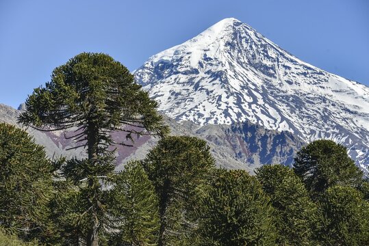 Snow-covered volcano Lanin and monkey puzzle tree (Araucaria araucana), between San Martin de los Andes and Pucon, National Park Lanin, Patagonia, border between Argentina and Chile