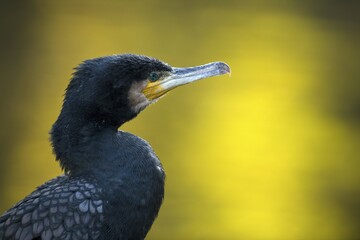 Great cormorant (Phalacrocorax carbo), Portrait, Baden-Württemberg, Germany, Europe