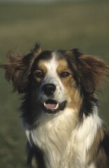 Mongrel dog, portrait