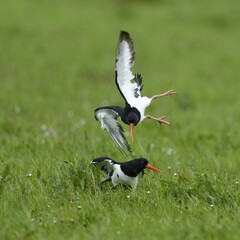 Fighting Eurasian oystercatchers (Haematopus ostralegus), Texel, North Holland, Netherlands