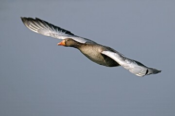 Greylag goose (Anser anser) flying, Germany, Europe