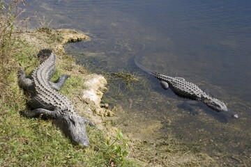 Alligators (Alligatoridae) in the water, Florida, USA, North America