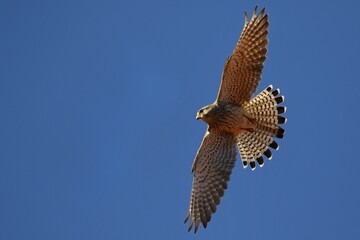 Fototapeta premium Common Common Kestrel (Falco tinnunculus) gliding, blue sky, Schleswig-Holstein, Germany, Europe
