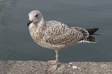 Young European herring gull (Larus argentatus) in the harbour, Padstow, Cornwall, England, Great Britain