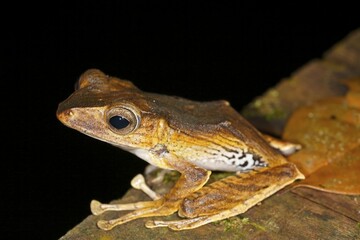 Borneo Eared Frog (Polypedates otilophis) Kubah National Park, Sarawak, Borneo, Malaysia, Asia