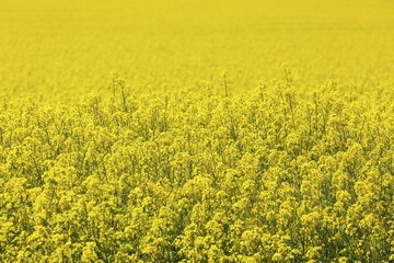Rape (Brassica napus), flowering field, Saxony, Germany, Europe