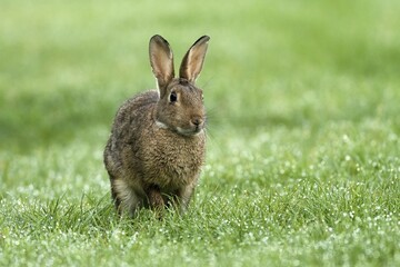 European rabbit (Oryctolagus cuniculus) in wet meadow, Lower Rhine, North Rhine-Westphalia, Germany, Europe