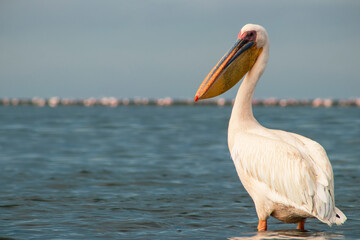 African wild birds. A lone Great pelican on a blue lagoon on a sunny day