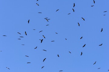Griffon vulture (Gyps fulvus), a flock of birds in the blue sky, National Park Monfragüe, Extremadura, Spain, Europe