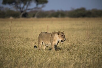 Lioness (Panthera leo) prowls through grassland, Chobe National Park, Botswana, Africa