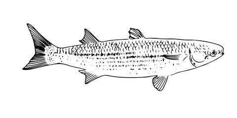 Mullet fish line art isolated, etching engrave fish, retro style
