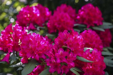 Bright pink rhododendron flowers with green leaves in the sunlight Ericaceae