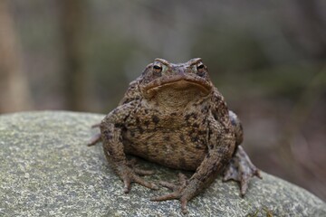 Common Toad (Bufo bufo), female during mating season, Schleswig-Holstein, Germany, Europe