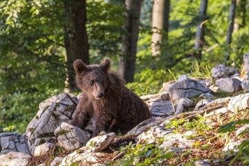 Obraz premium European Brown bear (Ursus arctos), in the forest, young animal, Notranjska region, Slovenia, Europe