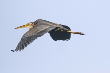 Obraz premium Purple heron (Ardea purpurea), flying, Baden-Württemberg, Germany, Europe