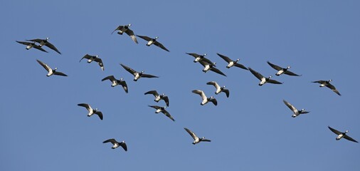 Barnacle geese (Branta leucopsis), flock of birds flying in front of a blue sky, North Sea coast, North Friesland, Schleswig-Holstein, Germany, Europe