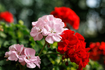 Close-up of pink and red geranium flowers in bloom