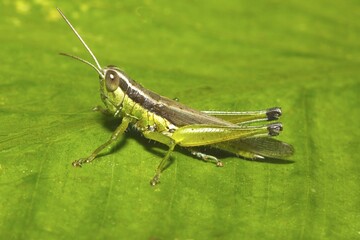Slant-faced grasshopper (Gomphocerinae) on a green leaf, Mae Hong Son Province, Thailand, Asia