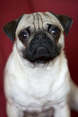 Young pug sitting in front of red backdrop