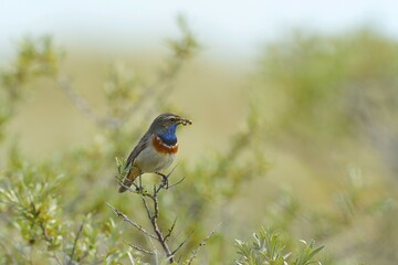 Bluethroat (Cyanosylvia svecica) with caterpillar in its beak, Texel, West Frisian Islands, Province of North Holland, The Netherlands, Europe