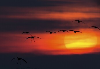Cranes (Grus grus) at sunset, Zingst, Western Pomerania Lagoon Area National Park,...