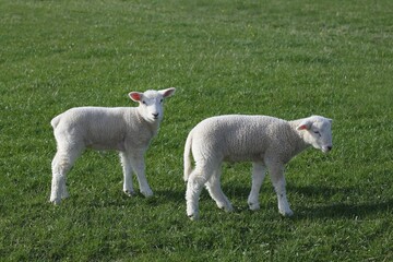 Obraz premium Lambs, domestic sheep (Ovis orientalis aries) young animals, Nature reserve Wedel Marsh, Wedel, California, Germany, Europe