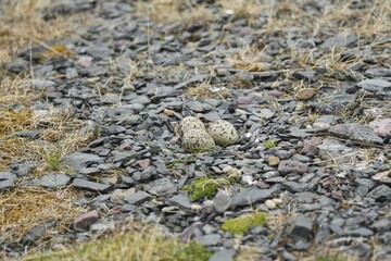 Eurasian oystercatcher (Haematopus ostralegus), clutch with three eggs between stones on a gravel bank, Barents Sea, Northern Norway