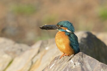 Male Kingfisher (Alcedo atthis) on stone with fish for mating feeding, morning light, Hesse, Germany, Europe