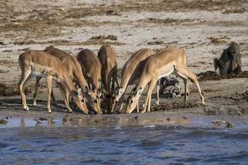 Impala (Aepyceros melampus), herd drinking water, Chobe River, Chobe National Park, Botswana, Africa