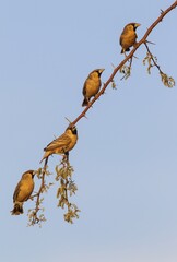 Sociable Weaver (Philetairus socius), males on a twig of camelthorn tree (Acacia erioloba), Kalahari Desert, Kgalagadi Transfrontier Park, South Africa, Africa