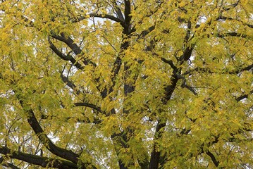 Treetop, European ash (Fraxinus excelsior) in autumn, Bavaria, Germany, Europe