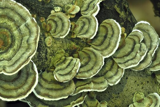 Unji mushroom (Trametes versicolor), North Hesse, Germany, Europe