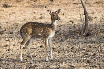 Chital or cheetal (Axis axis) in dry forest, Sasan-Gir Nature Reserve, Gujarat, India, Asia
