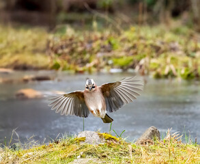 Eichelhäher (Garrulus glandarius)