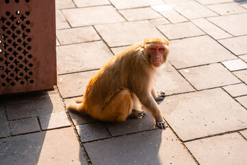 Affe sitzt auf dem Boden und schaut in die Kamera beim Taj Mahal