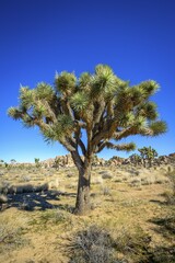 Joshua Tree (Yucca brevifolia), Boy Scout Trail, Joshua Tree National Park, Desert Center,...
