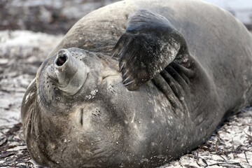 Southern elephant seal (Mirounga leonina), Carcass Island, Falkland Islands, South America © Michael Fischer/imageBROKER