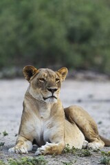 Lion (Panthera leo), resting female, Chobe National Park, Botswana, Africa