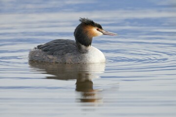 Great Crested Grebe (Podiceps cristatus), Emsland, Lower Saxony, Germany, Europe