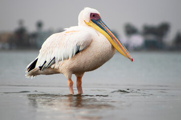 African wild birds. A lone white pelican on a blue lagoon on a sunny day