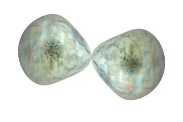 Cell division Cells often divide in living organisms