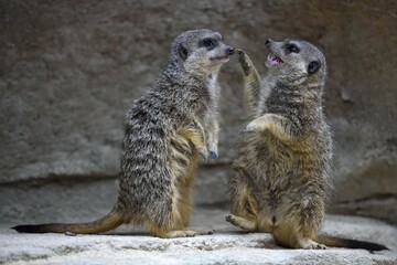 Meerkats (Suricata suricatta), pups fighting, native to Africa, captive