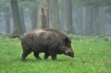 Wild Boar (Sus scrofa), boar, captive, Baden-Württemberg, Germany, Europe