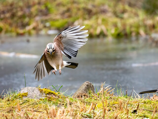 Eichelhäher (Garrulus glandarius)