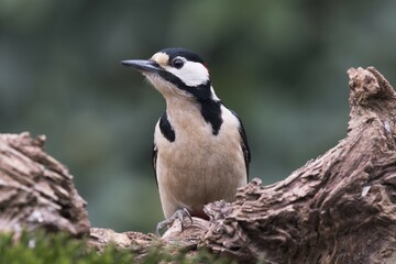 Great spotted woodpecker (Dendrocopos major) sits on deadwood, Emsland, Lower Saxony, Germany, Europe
