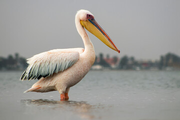 African wild birds. A lone white pelican on a blue lagoon on a sunny day