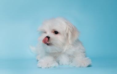 Portrait of a cute Maltese breed puppy. A small dog licking lips on a bright fashionable blue background.