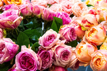 Bouquet of fresh violet and yellow roses. Colorful floral background.