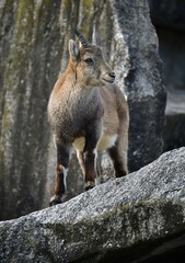Fototapeta premium Alpine Ibex (Capra ibex), young on rock, captive
